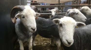 Woolfest
