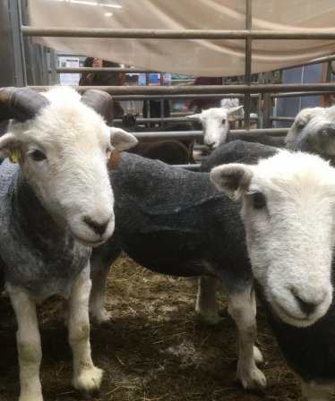 Woolfest