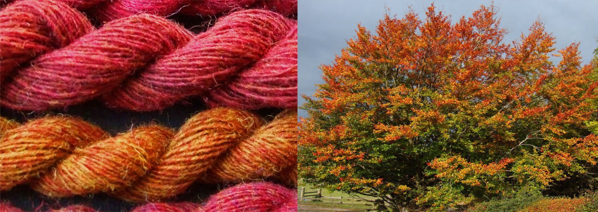 autumn glory jpg