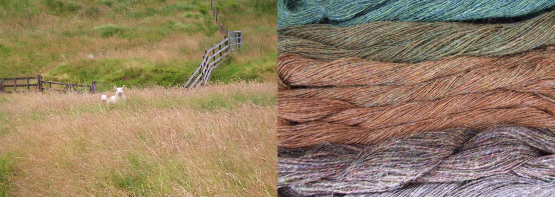 reed rush and grasses