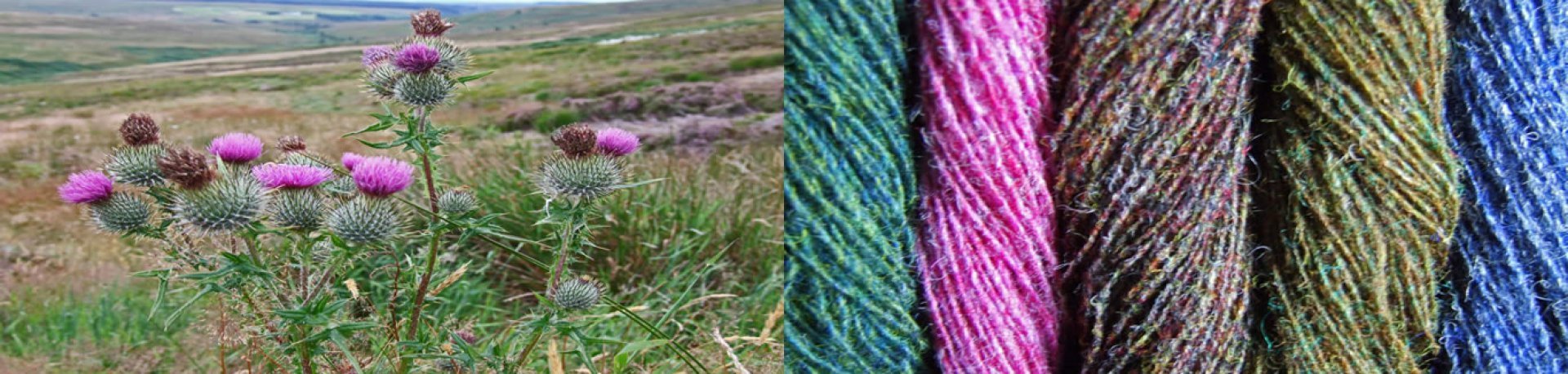 tarras tweed moor thistles2