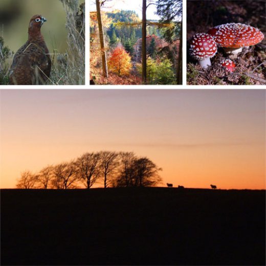 autumn glory2 cat thumb