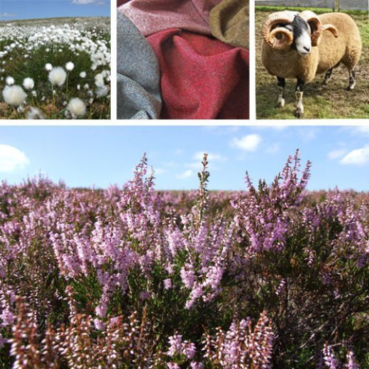 summers splendour2